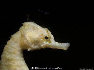 Hippocampus fuscus by Athanassios Lazarides 